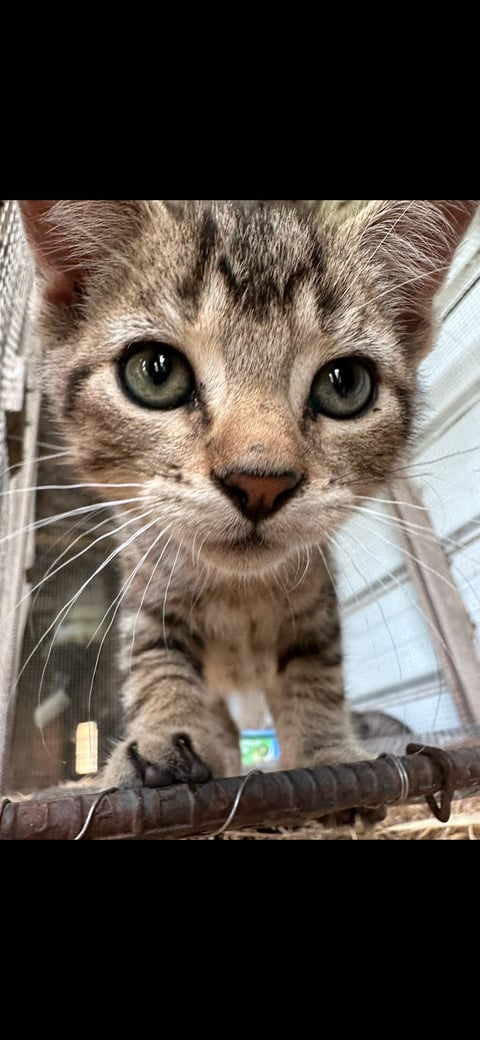 Close-up portrait of a gray tabby cat with striking green eyes looking directly at camera, perched on a branch