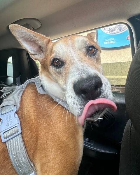 Brown and white dog sitting in car back seat with tongue out, wearing gray harness